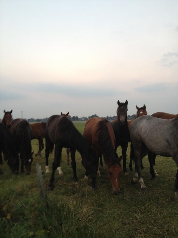Farm Stay Hof Auf Der Wurp Harrierwurp エクステリア 写真