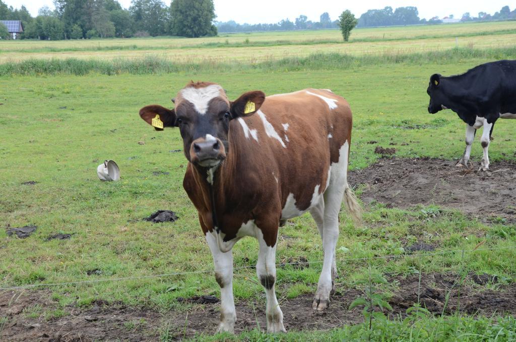 Farm Stay Hof Auf Der Wurp Harrierwurp エクステリア 写真